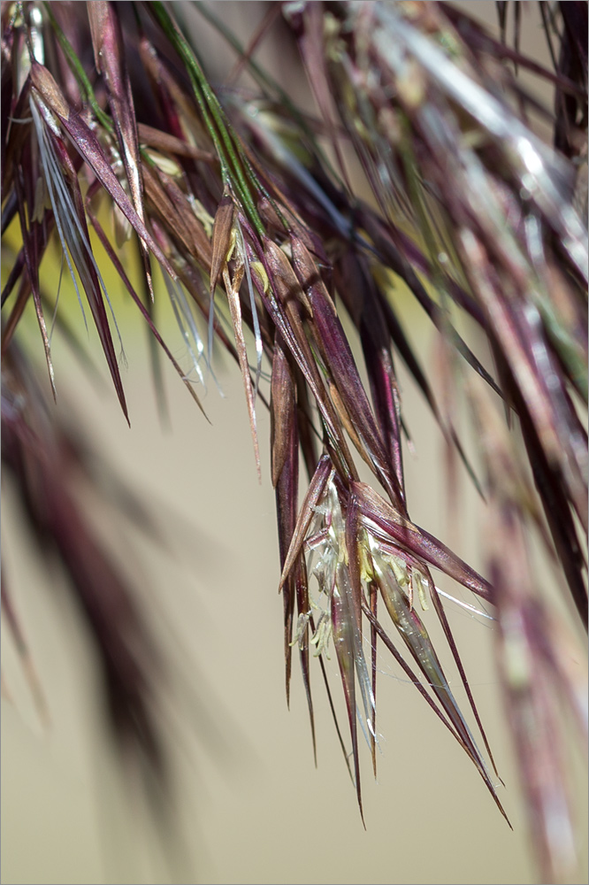 Изображение особи Phragmites australis.