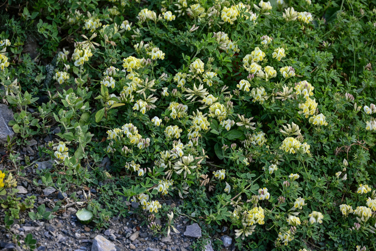 Изображение особи Medicago glutinosa.