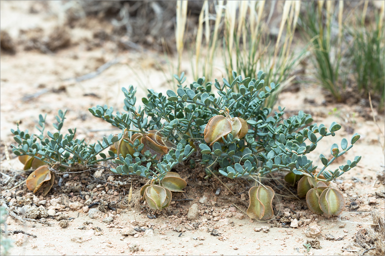 Image of Zygophyllum pinnatum specimen.