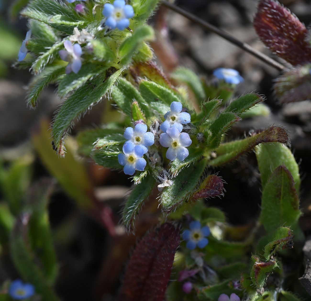 Изображение особи Trigonocaryum involucratum.