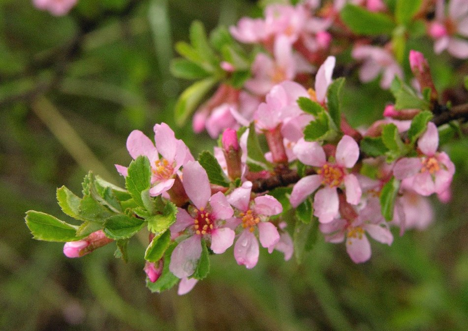 Image of Cerasus erythrocarpa specimen.