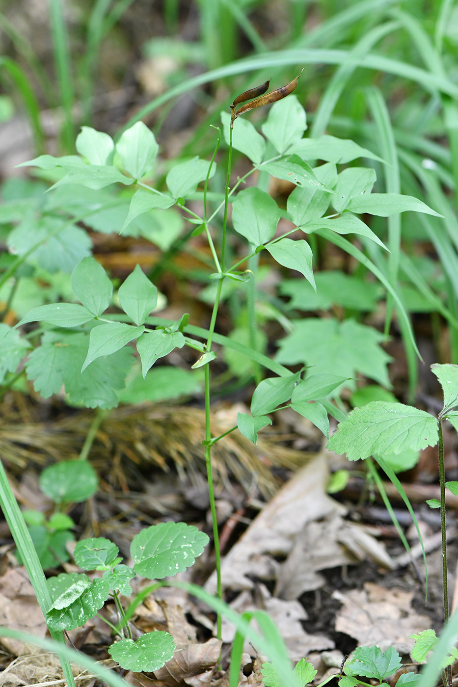 Изображение особи Lathyrus vernus.