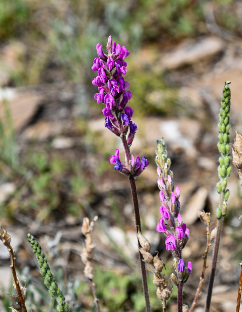 Image of Oxytropis kasakorum specimen.