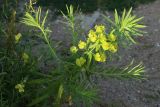 Euphorbia virgata. Верхушка отцветшего растения. Санкт-Петербург, г. Кронштадт, заказник \"Западный Котлин\", форт \"Риф\", северная батарея 45-мм орудий; западная оконечность о-ва Котлин, за бетонным парапетом артиллерийской батареи. 25.08.2023.