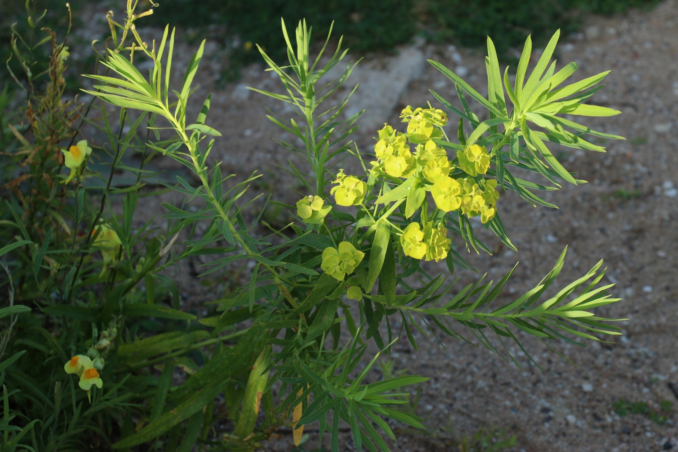 Изображение особи Euphorbia virgata.