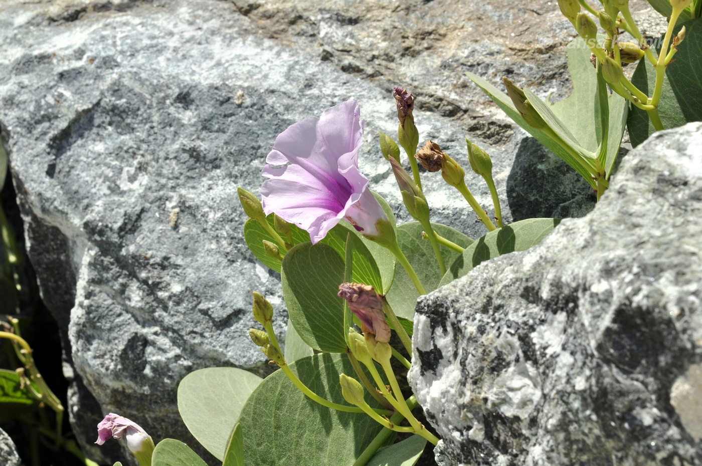 Image of Ipomoea pes-caprae specimen.