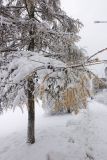 View full-size image Larix sibirica
