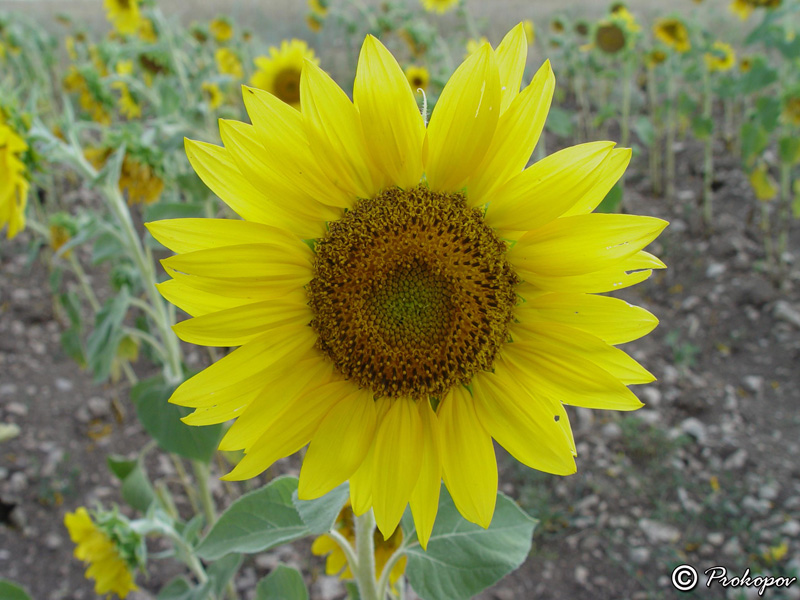 Image of Helianthus annuus specimen.