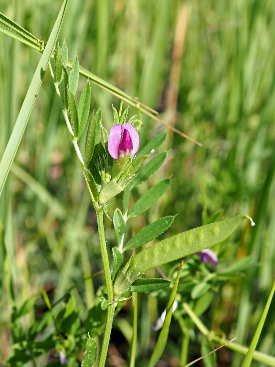 Изображение особи Vicia angustifolia.