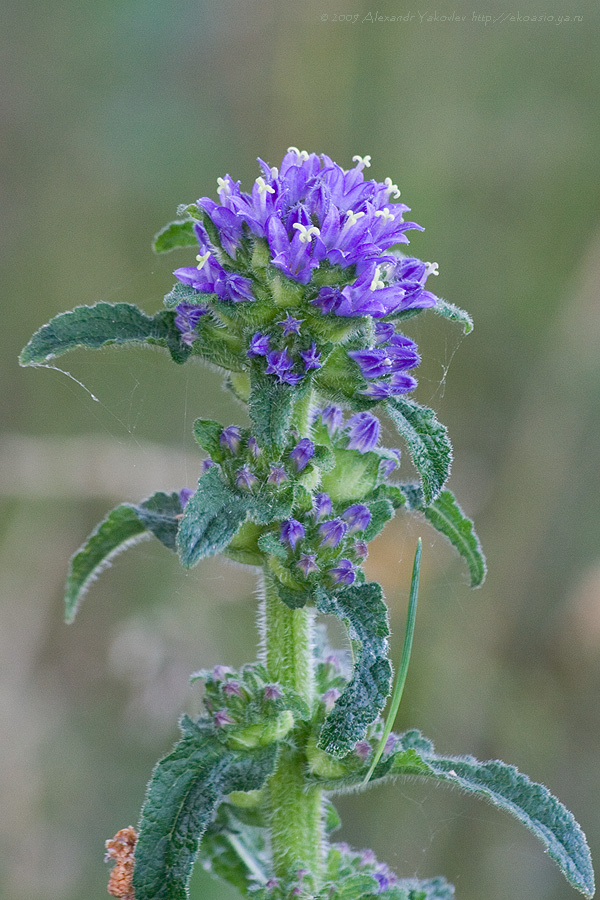 Изображение особи Campanula cervicaria.