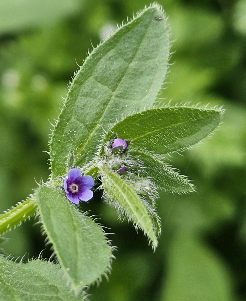 Image of Asperugo procumbens specimen.