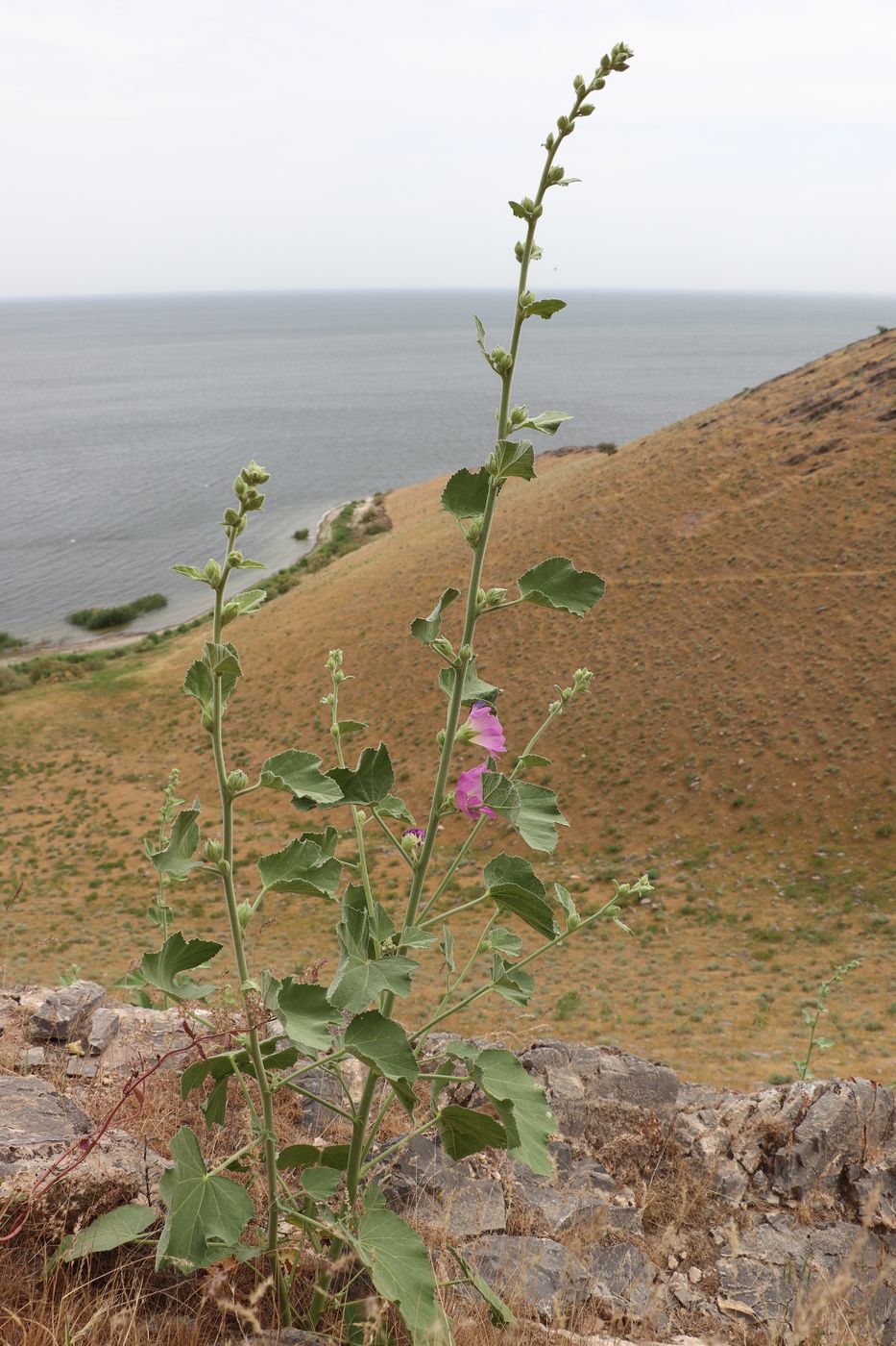 Изображение особи Alcea rhyticarpa.