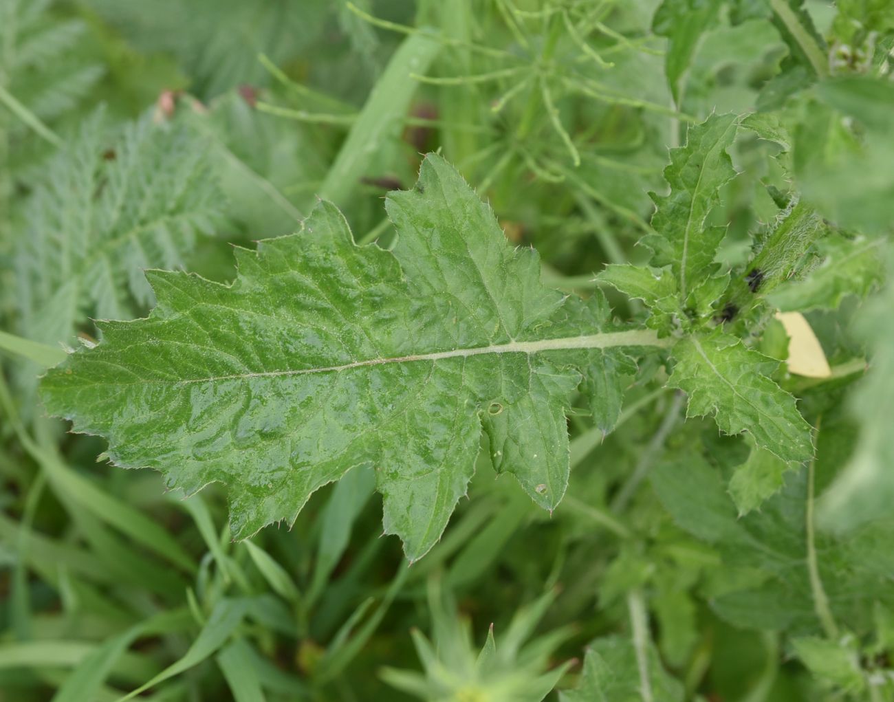 Изображение особи Carduus crispus.