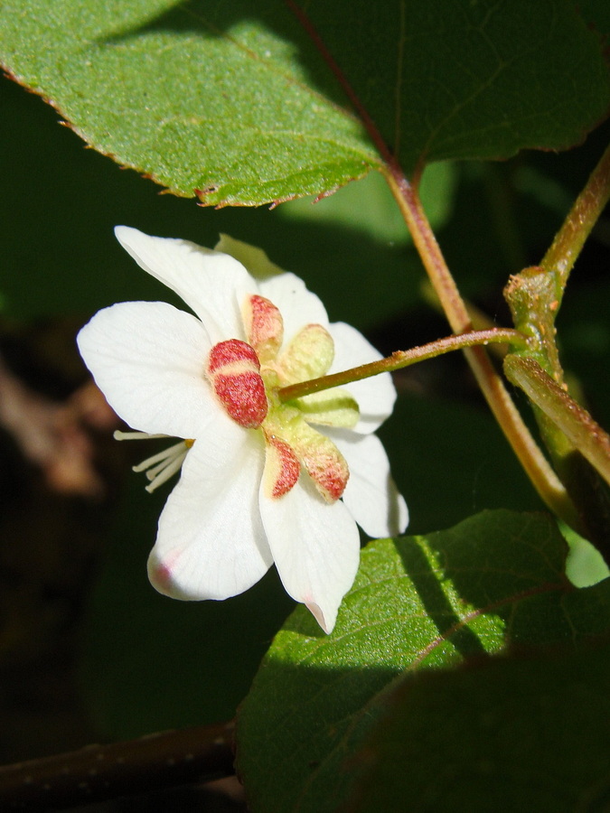 Изображение особи Actinidia kolomikta.