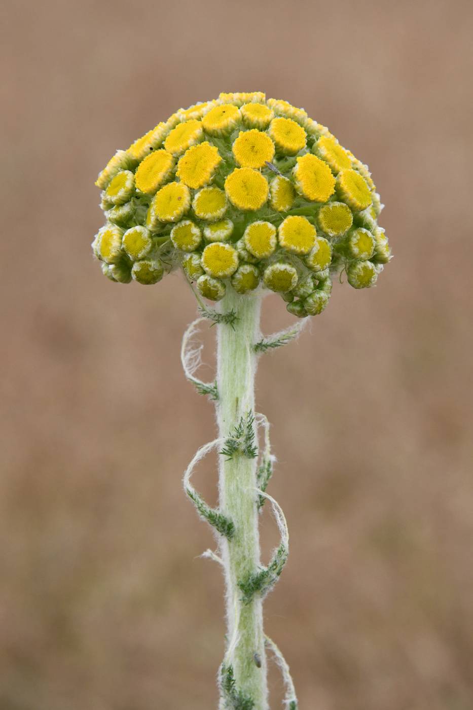 Image of Pseudohandelia umbellifera specimen.