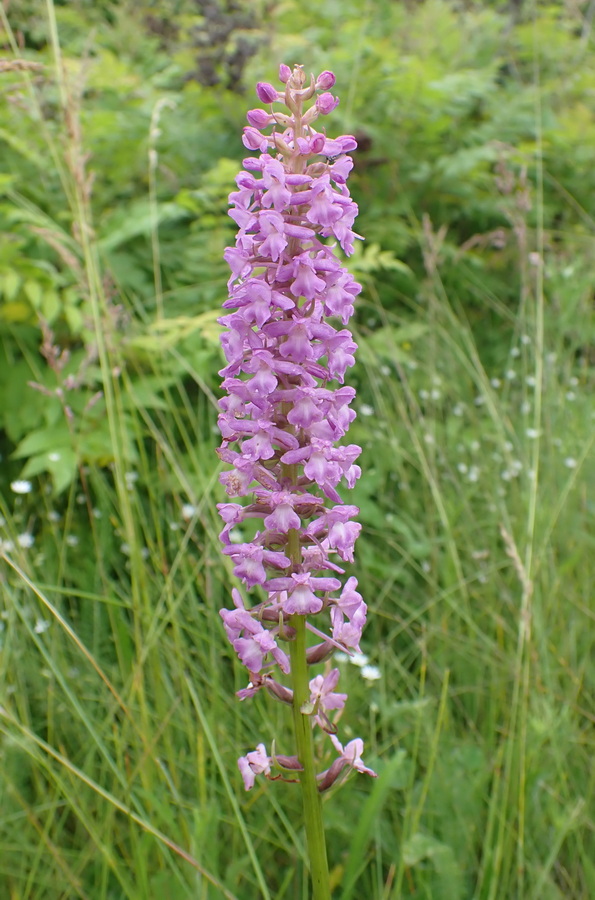 Image of Gymnadenia conopsea specimen.