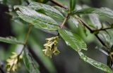 Ligustrum obtusifolium. Верхушка побега с соцветием. Китай, провинция Хунань, гора Тяньмэнь, смешанный лес. 09.06.2024.