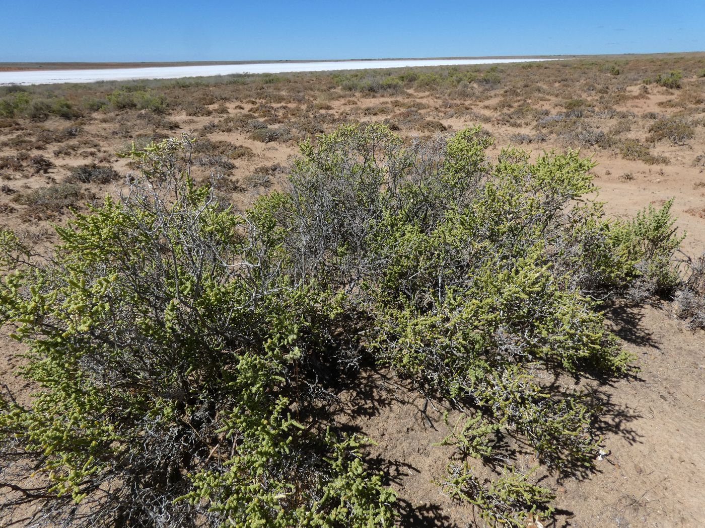 Image of Anabasis salsa specimen.