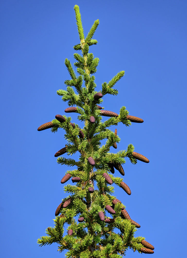 Изображение особи Picea obovata.