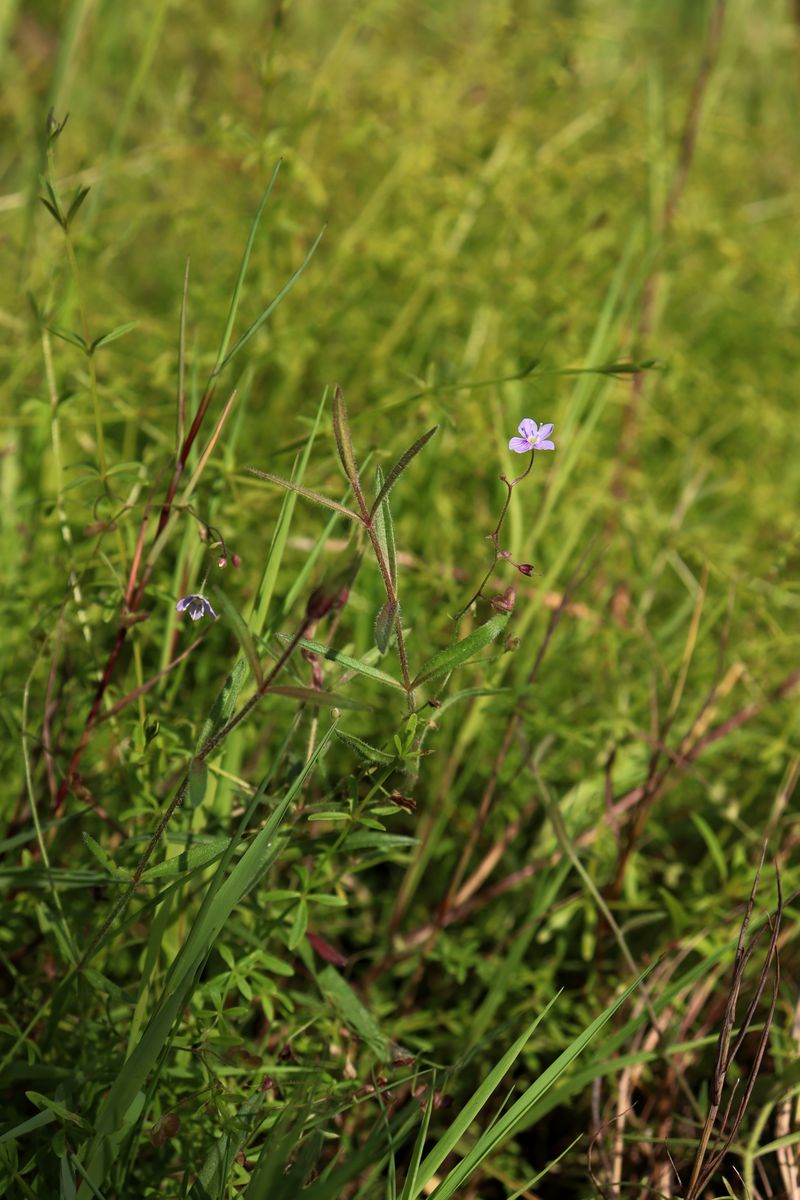 Image of Veronica scutellata specimen.