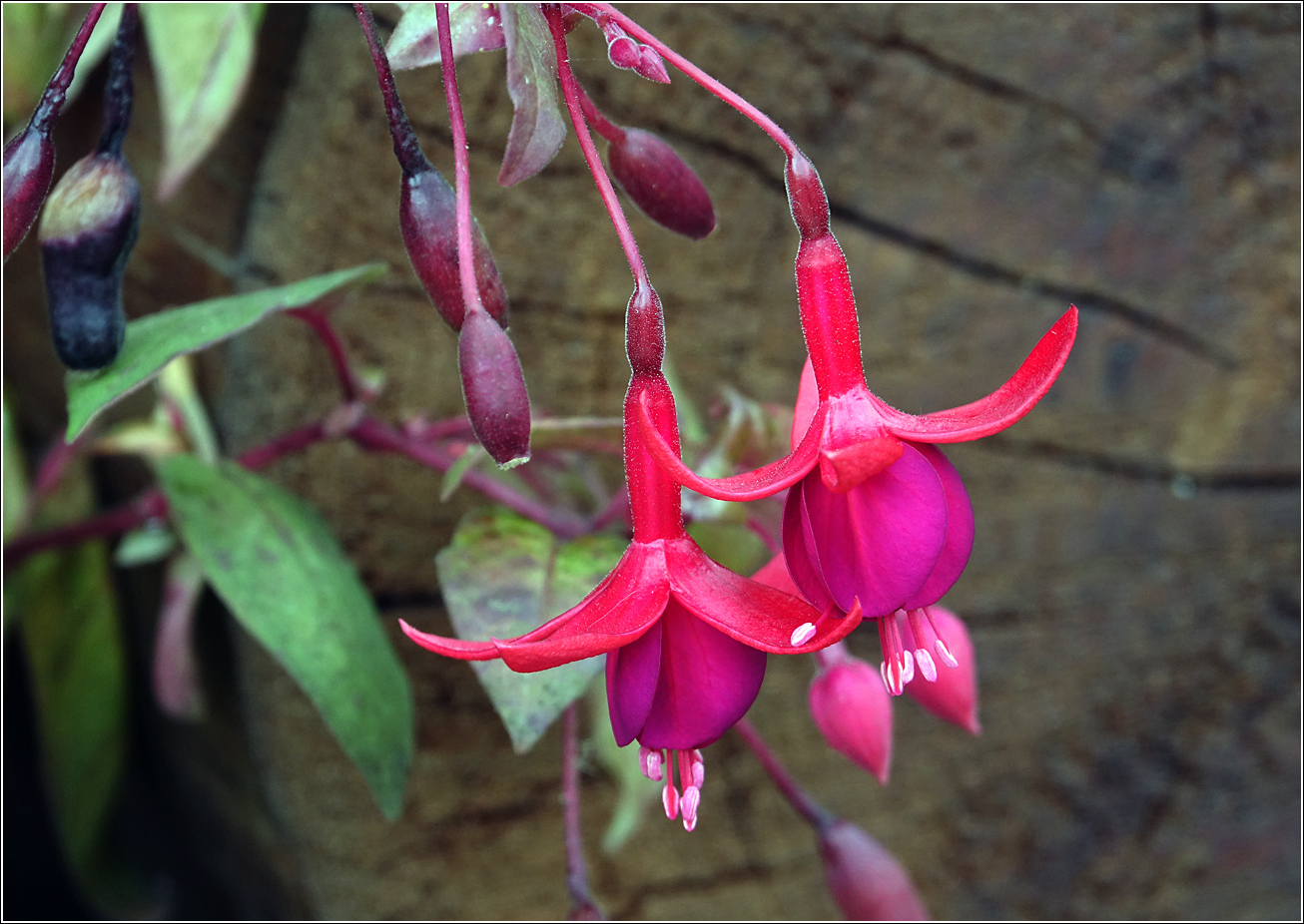 Image of Fuchsia hybrida specimen.