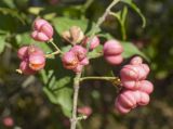 Euonymus europaeus