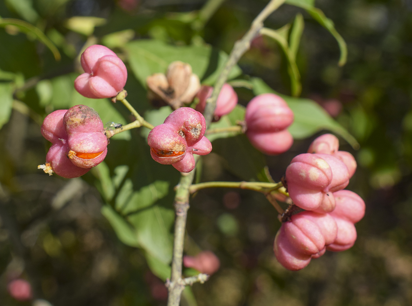 Image of Euonymus europaeus specimen.