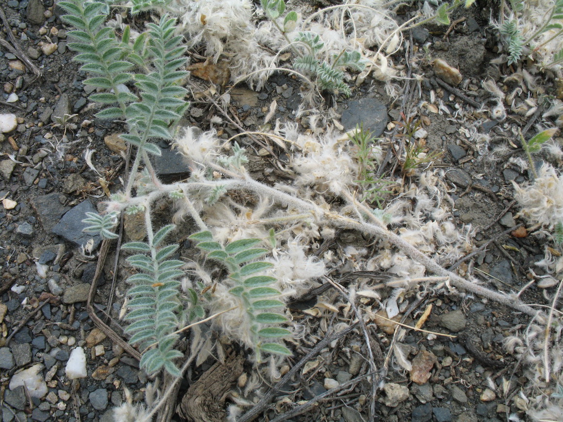 Image of Astragalus roseus specimen.