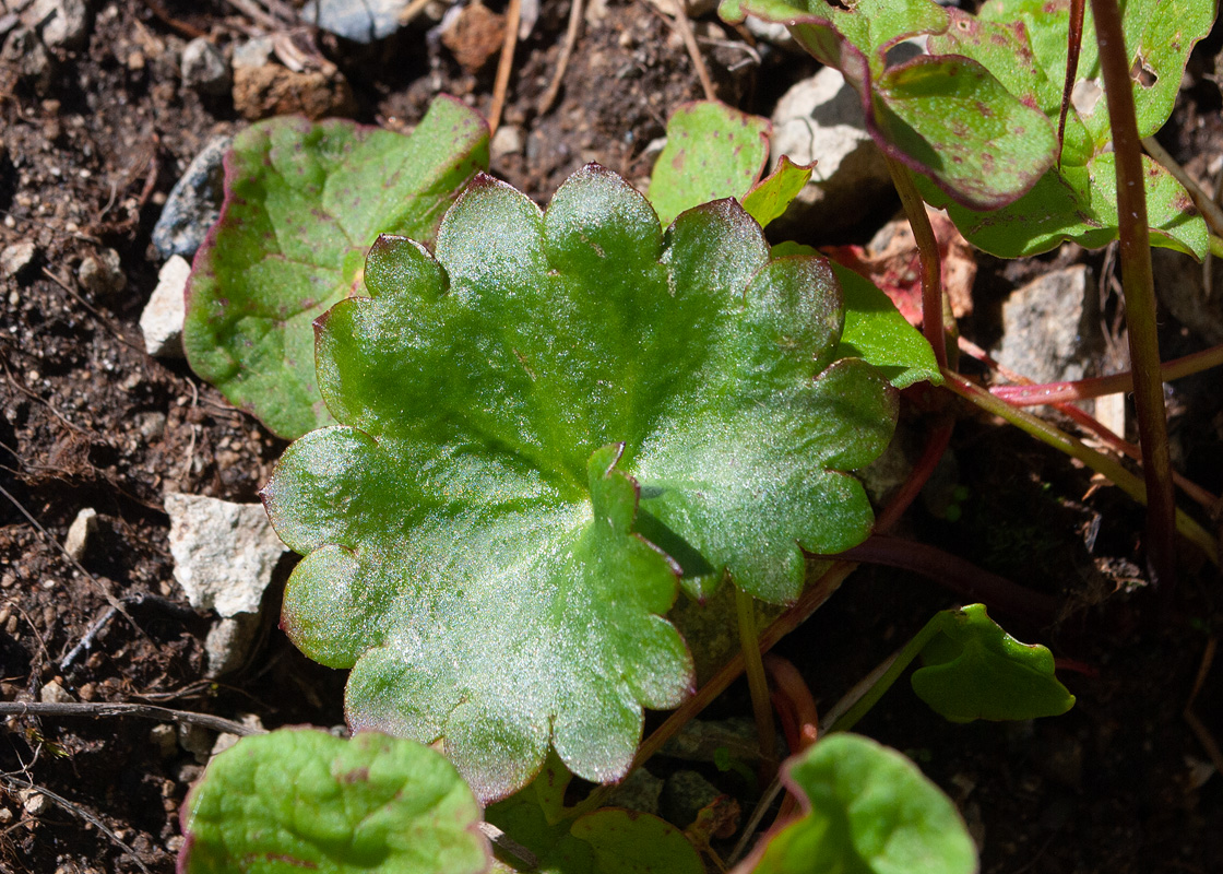 Изображение особи Micranthes nelsoniana ssp. insularis.