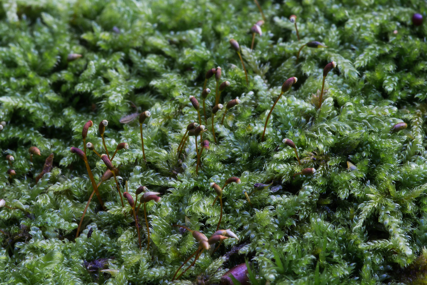 Image of Stereodon pallescens specimen.