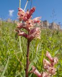 род Orobanche. Верхушка побега с соцветием. Кабардино-Балкария, Черекский р-н, окр. с/п Верхняя Балкария, южный склон горы Мехтеген, ≈ 2200 м н.у.м., субальпийский луг. 29.07.2024.