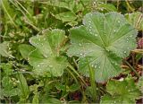 Alchemilla xanthochlora. Листья с каплями росы. Московская обл., Раменский р-н, окр. дер. Хрипань, садовый участок. 14.06.2024.