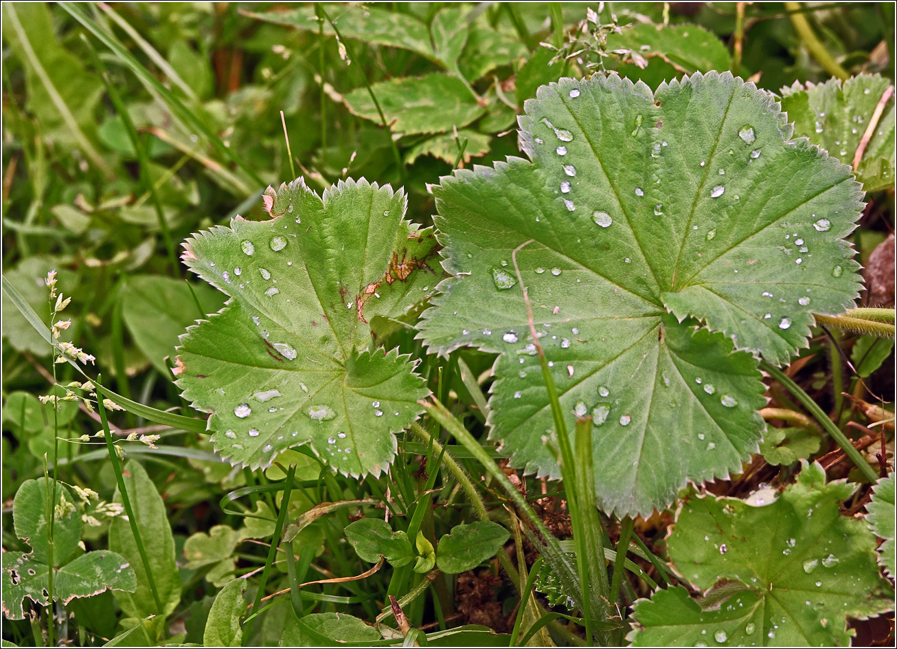 Image of Alchemilla xanthochlora specimen.