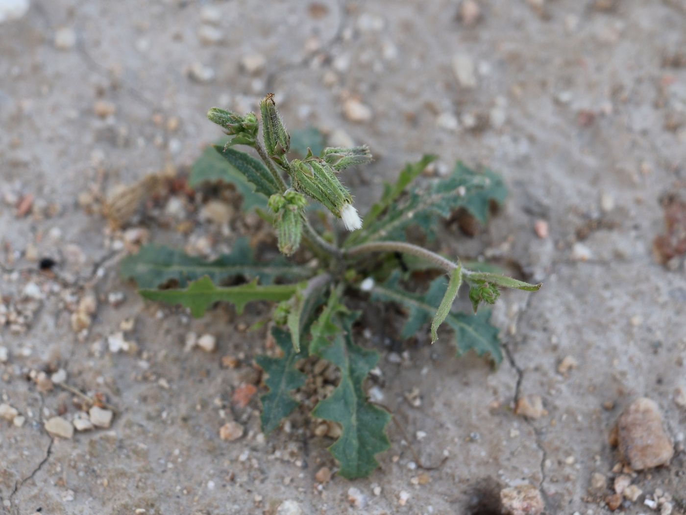 Image of genus Heteroderis specimen.