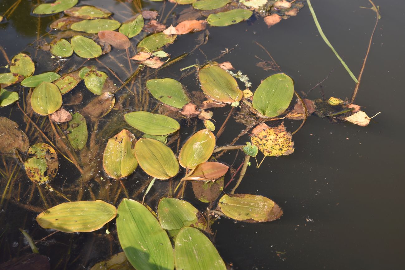 Image of Potamogeton natans specimen.