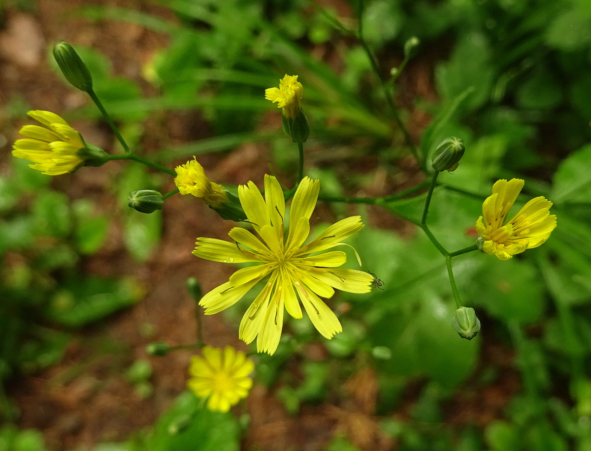 Изображение особи Lapsana communis.