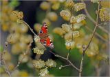 Salix caprea. Часть ветви с распустившимися соцветиями и питающейся бабочкой Павлиний глаз - Inachis io. Московская обл., Раменский р-н, окр. ж.-д. платформы Хрипань, просека под ЛЭП. 05.05.2010.