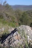 View full-size image Lathyrus setifolius