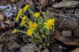 View full-size image Tussilago farfara
