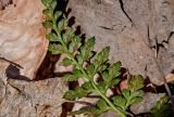 View full-size image Asplenium adiantum-nigrum
