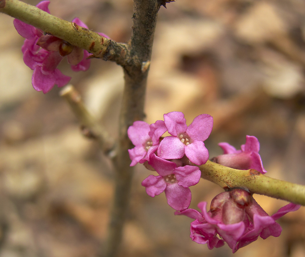 Image of Daphne mezereum specimen.