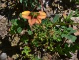 View full-size image Securigera orientalis