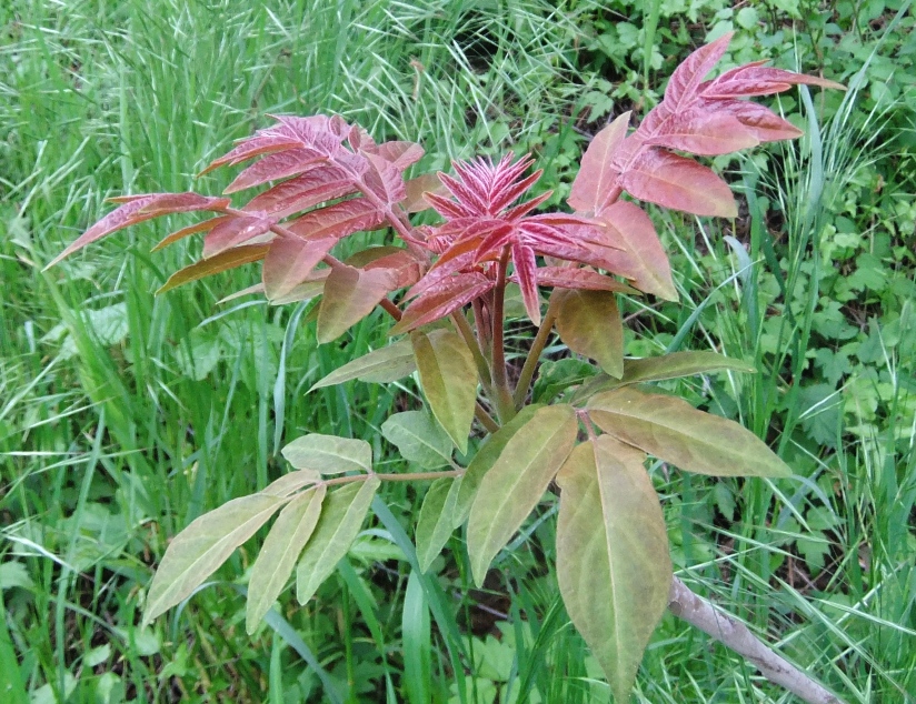 Изображение особи Ailanthus altissima.