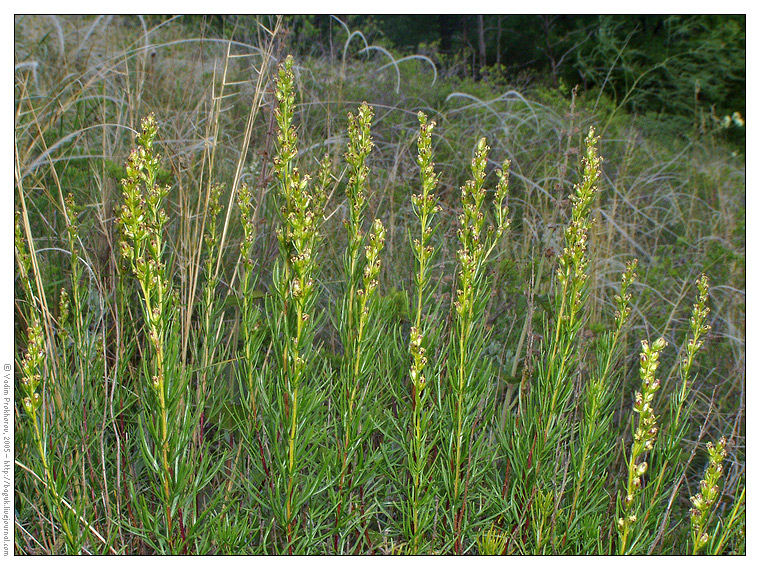 Image of Artemisia salsoloides specimen.