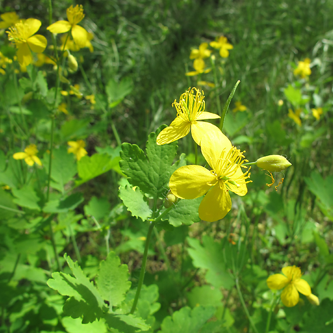 Image of Chelidonium majus specimen.