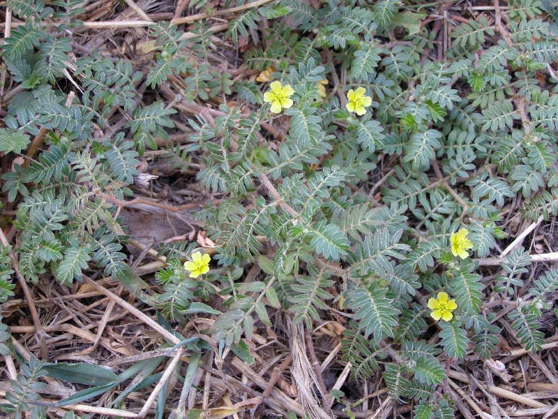 Изображение особи Tribulus terrestris.