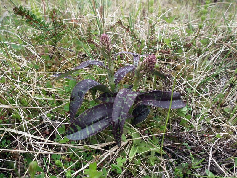 Image of Dactylorhiza psychrophila specimen.