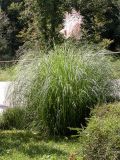 Cortaderia selloana. Цветущее растение. Кавказ, Сочинский р-н, Лазаревское, дорога к усадьбе ВИЗР. 27 сентября 2005 г.