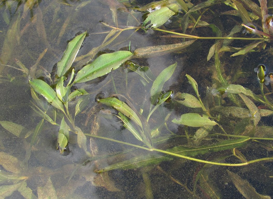 Image of Potamogeton &times; nericius specimen.