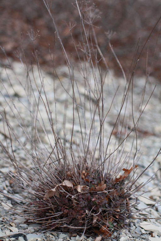 Image of Pimpinella tragium specimen.